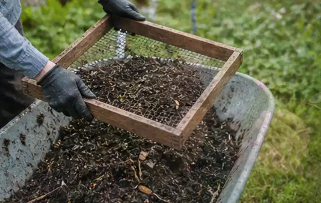 Behandschuhte Hände sieben reifen Kompost über einer Gartenschubkarre; Thema Walnuss, Schwerpunkt Ernteprobleme; Kontrolle.