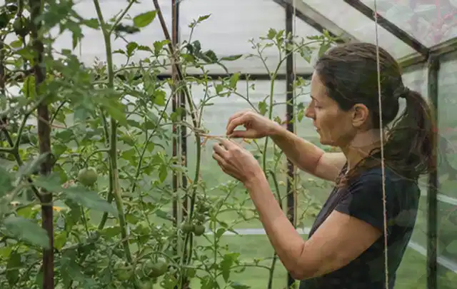 Person bindet junge Tomatentriebe in einem privaten Gewächshaus vorsichtig an; Thema Walnuss, Schwerpunkt Fehlerhilfe; Praxisalltag.