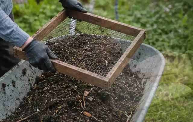 Behandschuhte Hände sieben reifen Kompost über einer Gartenschubkarre; Thema Walnuss, Schwerpunkt Gewächshaus; Ergebnis.