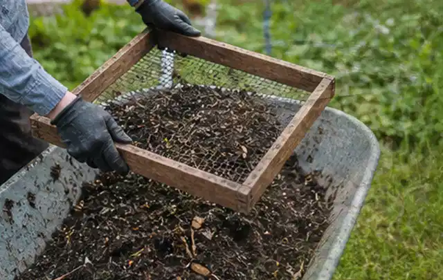 Behandschuhte Hände sieben reifen Kompost über einer Gartenschubkarre; Thema Walnuss, Schwerpunkt Hochbeet; Umsetzung.