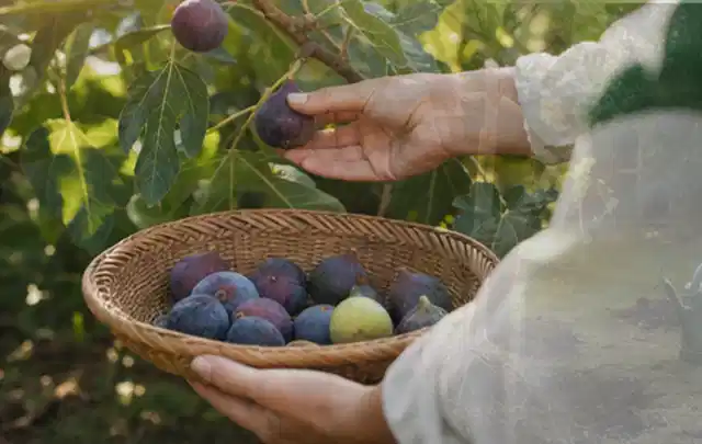 Hand pflückt eine reife Feige über einem flachen Korb mit Früchten; Thema Walnuss, Schwerpunkt Hochbeet; Kontrolle.