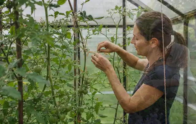 Person bindet junge Tomatentriebe in einem privaten Gewächshaus vorsichtig an; Thema Walnuss, Schwerpunkt Hochbeet; Praxisalltag.