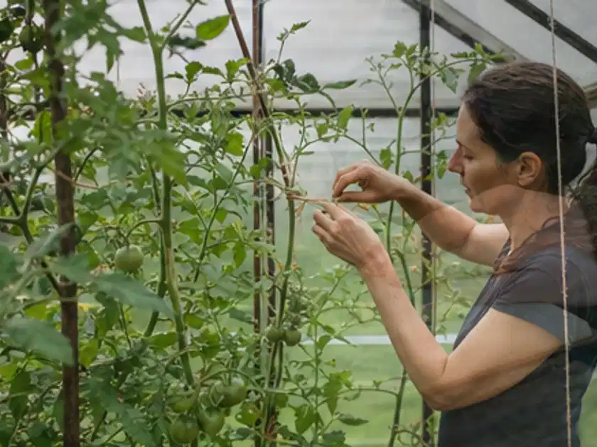 Person bindet junge Tomatentriebe in einem privaten Gewächshaus vorsichtig an; Thema Walnuss, Schwerpunkt Nährstoffe; Titelbild.