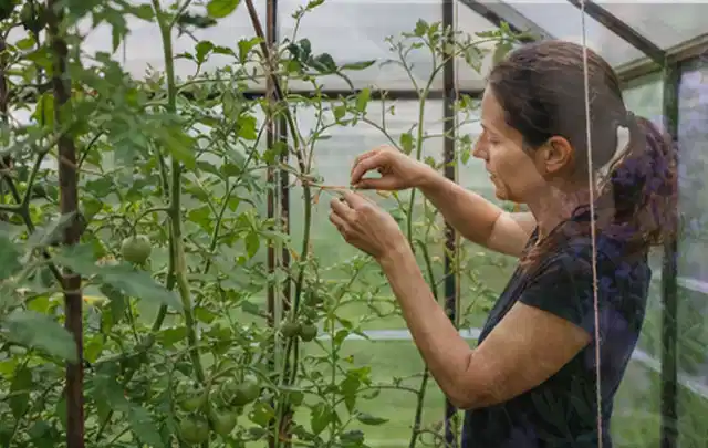 Person bindet junge Tomatentriebe in einem privaten Gewächshaus vorsichtig an; Thema Walnuss, Schwerpunkt Pflanzenschutz; Praxisalltag.