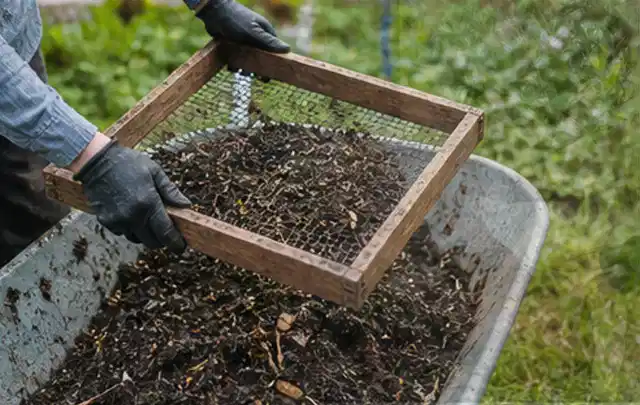 Behandschuhte Hände sieben reifen Kompost über einer Gartenschubkarre; Thema Walnuss, Schwerpunkt Pflanzung; Umsetzung.