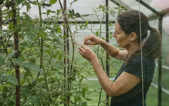 Person bindet junge Tomatentriebe in einem privaten Gewächshaus vorsichtig an; Thema Walnuss, Schwerpunkt Schnitt; Praxisalltag.