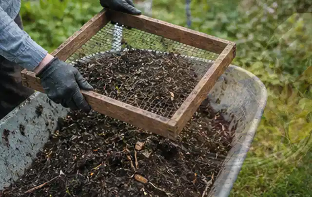 Behandschuhte Hände sieben reifen Kompost über einer Gartenschubkarre; Thema Walnuss, Schwerpunkt Sortenwahl; Kontrolle.