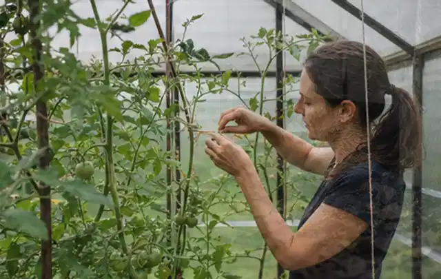 Person bindet junge Tomatentriebe in einem privaten Gewächshaus vorsichtig an; Thema Walnuss, Schwerpunkt Sortenwahl; Ergebnis.