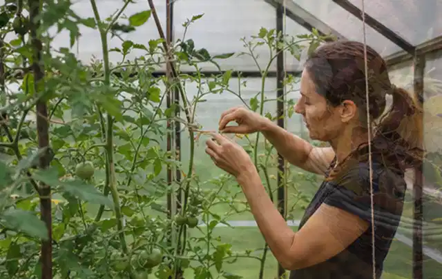 Person bindet junge Tomatentriebe in einem privaten Gewächshaus vorsichtig an; Thema Weintrauben, Schwerpunkt Anbau; Ausgangslage.