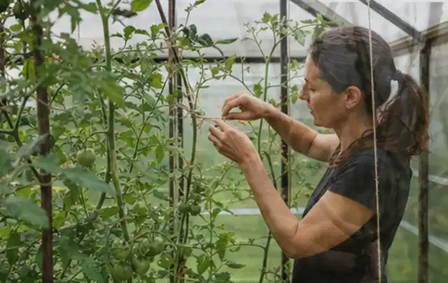 Person bindet junge Tomatentriebe in einem privaten Gewächshaus vorsichtig an; Thema Weintrauben, Schwerpunkt Balkongarten; Ausgangslage.