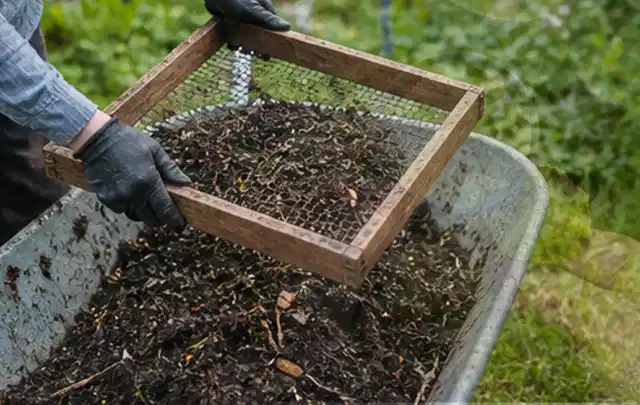 Behandschuhte Hände sieben reifen Kompost über einer Gartenschubkarre; Thema Weintrauben, Schwerpunkt Bewässerung; Ausgangslage.