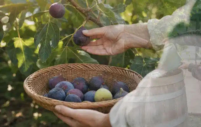 Hand pflückt eine reife Feige über einem flachen Korb mit Früchten; Thema Weintrauben, Schwerpunkt Bewässerung; Kontrolle.