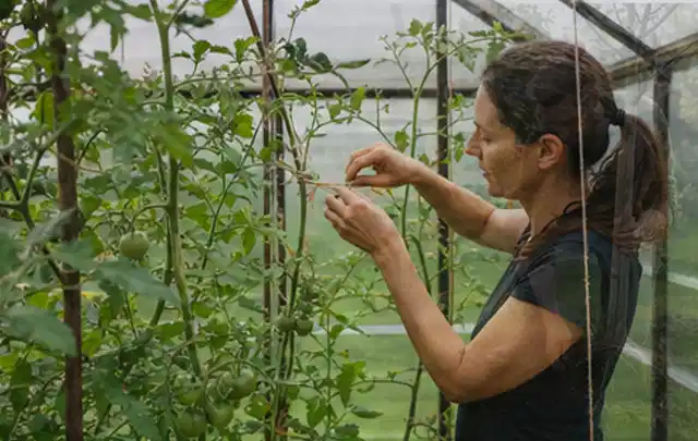 Person bindet junge Tomatentriebe in einem privaten Gewächshaus vorsichtig an; Thema Weintrauben, Schwerpunkt Einsteigerwissen; Praxisalltag.