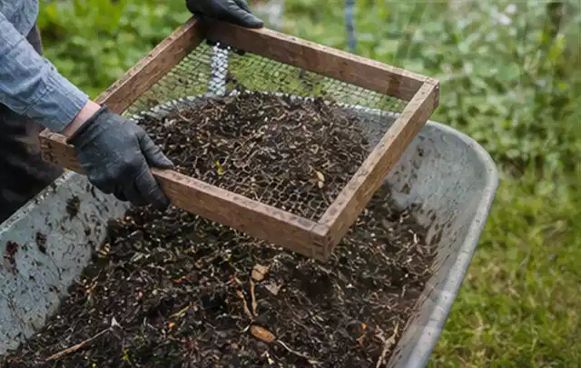 Behandschuhte Hände sieben reifen Kompost über einer Gartenschubkarre; Thema Weintrauben, Schwerpunkt Ernte; Umsetzung.
