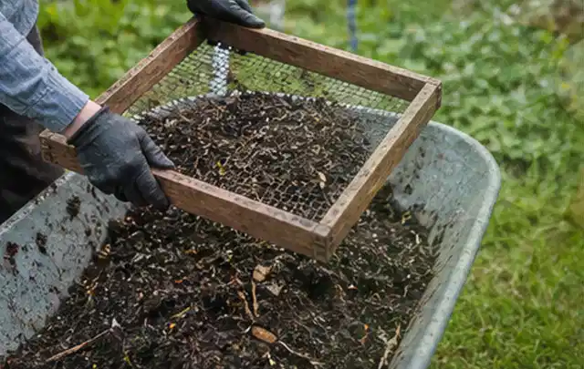 Behandschuhte Hände sieben reifen Kompost über einer Gartenschubkarre; Thema Weintrauben, Schwerpunkt Ernteprobleme; Kontrolle.