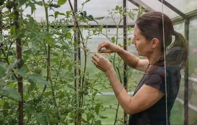 Person bindet junge Tomatentriebe in einem privaten Gewächshaus vorsichtig an; Thema Weintrauben, Schwerpunkt Gesundheit; Kontrolle.
