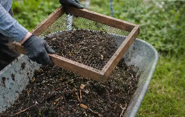 Behandschuhte Hände sieben reifen Kompost über einer Gartenschubkarre; Thema Weintrauben, Schwerpunkt Gewächshaus; Kontrolle.
