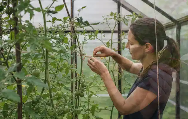 Person bindet junge Tomatentriebe in einem privaten Gewächshaus vorsichtig an; Thema Weintrauben, Schwerpunkt Hochbeet; Praxisalltag.