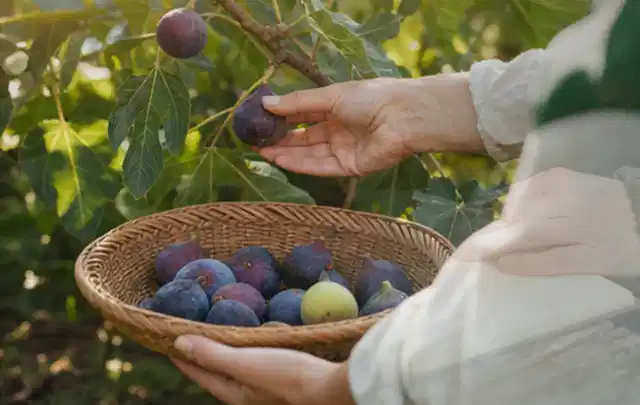 Hand pflückt eine reife Feige über einem flachen Korb mit Früchten; Thema Weintrauben, Schwerpunkt Lagerung; Praxisalltag.
