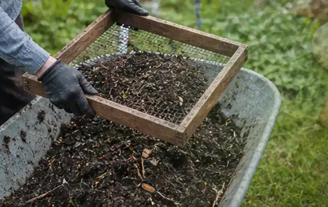 Behandschuhte Hände sieben reifen Kompost über einer Gartenschubkarre; Thema Weintrauben, Schwerpunkt Nährstoffe; Praxisalltag.