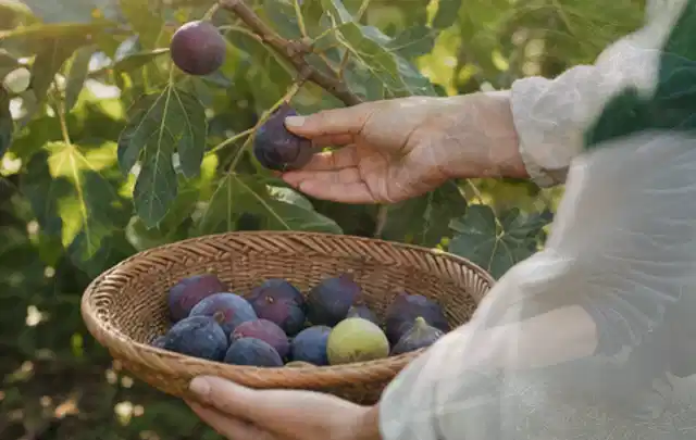 Hand pflückt eine reife Feige über einem flachen Korb mit Früchten; Thema Weintrauben, Schwerpunkt Obst; Ausgangslage.