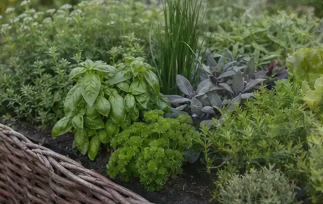 Dichtes Hochbeet mit Basilikum Schnittlauch Petersilie Salbei und weiteren Küchenkräutern; Thema Weintrauben, Schwerpunkt Obst; Kontrolle.