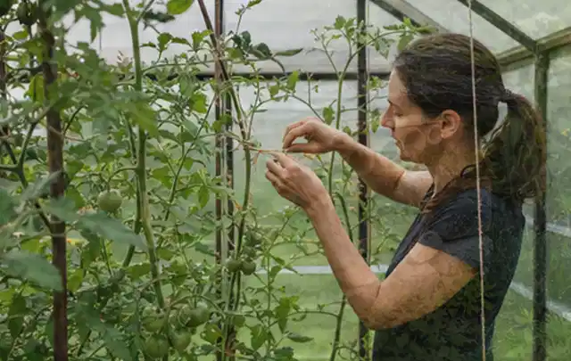 Person bindet junge Tomatentriebe in einem privaten Gewächshaus vorsichtig an; Thema Weintrauben, Schwerpunkt Pflanzenschutz; Umsetzung.