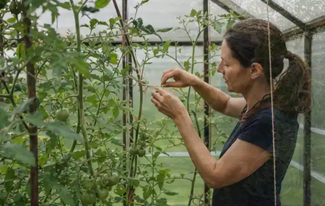 Person bindet junge Tomatentriebe in einem privaten Gewächshaus vorsichtig an; Thema Weintrauben, Schwerpunkt Standort; Ergebnis.