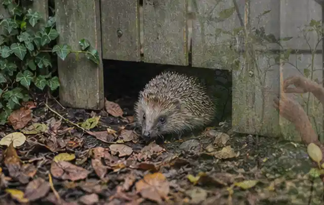 Igel nutzt einen bodennahen Durchgang unter einem hölzernen Gartenzaun; Thema Wespen, Schwerpunkt Bestimmung; Umsetzung.