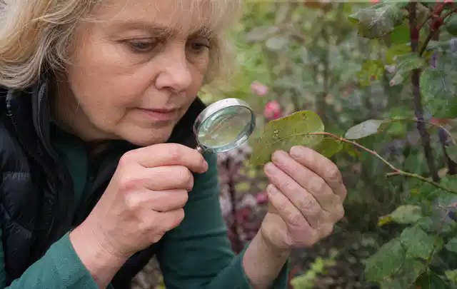 Person untersucht Blätter im Garten auf Schädlinge und Krankheitssymptome; Thema Wespen, Schwerpunkt Bestimmung; Praxisalltag.