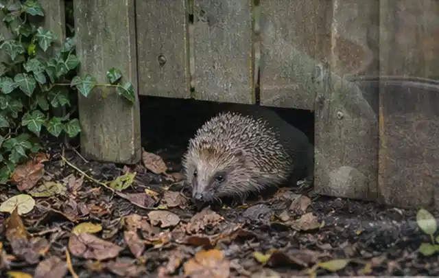 Igel nutzt einen bodennahen Durchgang unter einem hölzernen Gartenzaun; Thema Wespen, Schwerpunkt Biologie; Ausgangslage.