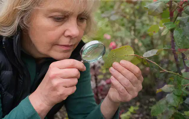 Person untersucht Blätter im Garten auf Schädlinge und Krankheitssymptome; Thema Wespen, Schwerpunkt Biologie; Ergebnis.