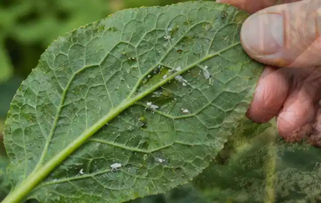 Hand hält ein Blatt mit kleinen hellen Schädlingen auf der Unterseite; Thema Wespen, Schwerpunkt Biologie; Praxisalltag.
