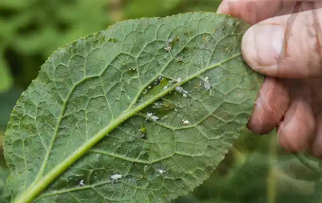 Hand hält ein Blatt mit kleinen hellen Schädlingen auf der Unterseite; Thema Wespen, Schwerpunkt Fehlerhilfe; Umsetzung.