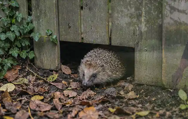 Igel nutzt einen bodennahen Durchgang unter einem hölzernen Gartenzaun; Thema Wespen, Schwerpunkt Fehlerhilfe; Ergebnis.