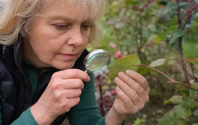 Person untersucht Blätter im Garten auf Schädlinge und Krankheitssymptome; Thema Wespen, Schwerpunkt Fehlerhilfe; Praxisalltag.