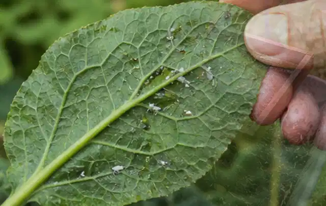 Hand hält ein Blatt mit kleinen hellen Schädlingen auf der Unterseite; Thema Wespen, Schwerpunkt Saison; Ausgangslage.
