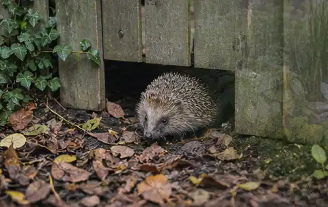 Igel nutzt einen bodennahen Durchgang unter einem hölzernen Gartenzaun; Thema Wespen, Schwerpunkt Saison; Kontrolle.