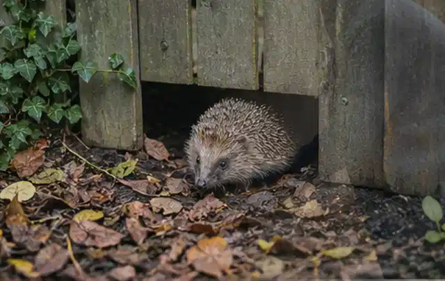 Igel nutzt einen bodennahen Durchgang unter einem hölzernen Gartenzaun; Thema Wespen, Schwerpunkt Schadbild; Ausgangslage.