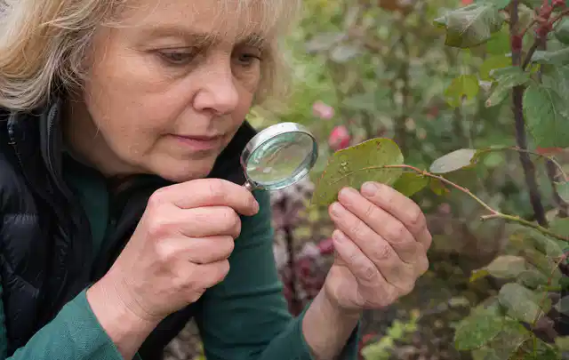 Person untersucht Blätter im Garten auf Schädlinge und Krankheitssymptome; Thema Wespen, Schwerpunkt Schadbild; Umsetzung.