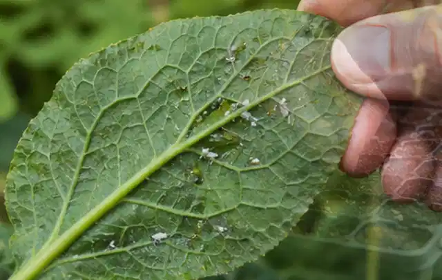 Hand hält ein Blatt mit kleinen hellen Schädlingen auf der Unterseite; Thema Wespen, Schwerpunkt Schädlinge Krankheiten; Ausgangslage.