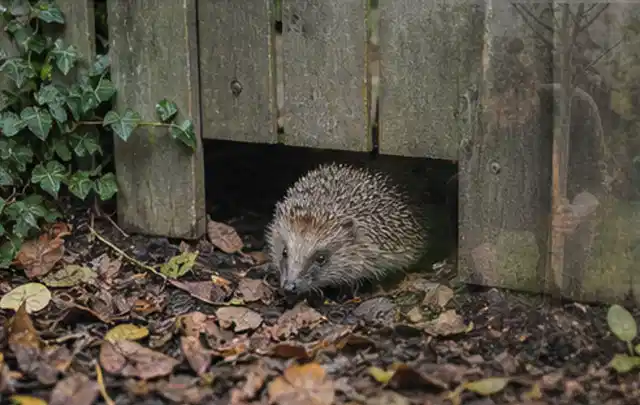 Igel nutzt einen bodennahen Durchgang unter einem hölzernen Gartenzaun; Thema Wespen, Schwerpunkt Schädlinge Krankheiten; Umsetzung.