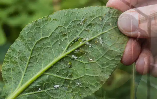 Hand hält ein Blatt mit kleinen hellen Schädlingen auf der Unterseite; Thema Wespen, Schwerpunkt Soforthilfe; Ausgangslage.