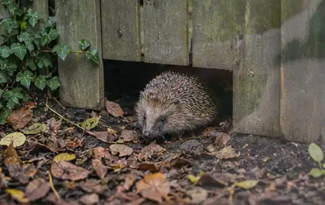 Igel nutzt einen bodennahen Durchgang unter einem hölzernen Gartenzaun; Thema Wespen, Schwerpunkt Soforthilfe; Kontrolle.