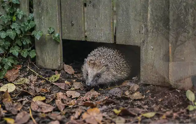 Igel nutzt einen bodennahen Durchgang unter einem hölzernen Gartenzaun; Thema Wespen, Schwerpunkt Ursachen; Umsetzung.