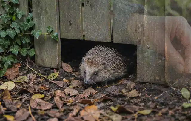 Igel nutzt einen bodennahen Durchgang unter einem hölzernen Gartenzaun; Thema Wespen, Schwerpunkt Vorbeugung; Ausgangslage.