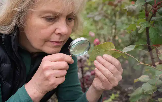 Person untersucht Blätter im Garten auf Schädlinge und Krankheitssymptome; Thema Wespen, Schwerpunkt Vorbeugung; Praxisalltag.