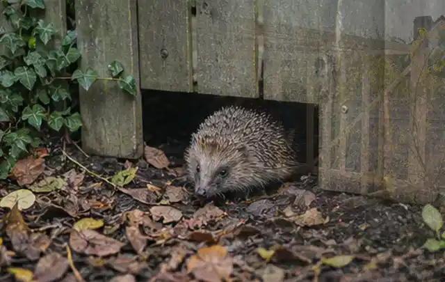 Igel nutzt einen bodennahen Durchgang unter einem hölzernen Gartenzaun; Thema Whirlpools, Schwerpunkt Anwendung; Praxisalltag.