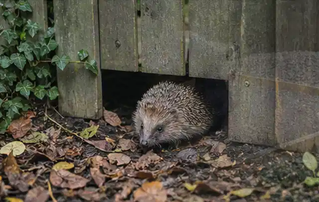 Igel nutzt einen bodennahen Durchgang unter einem hölzernen Gartenzaun; Thema Whirlpools, Schwerpunkt Bestenliste; Ergebnis.