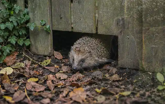 Igel nutzt einen bodennahen Durchgang unter einem hölzernen Gartenzaun; Thema Whirlpools, Schwerpunkt Checkliste; Praxisalltag.